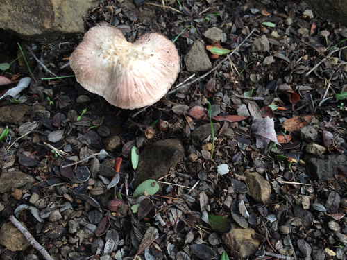 iNaturalist observation photo of field and button mushrooms
