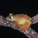 Gray-eyed Frog - Photo (c) Paul Freed, all rights reserved, uploaded by Paul Freed
