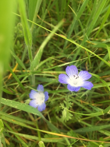 iNaturalist observation photo of Menzies' baby blue eyes