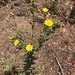 photo of Telegraphweed (Heterotheca grandiflora)