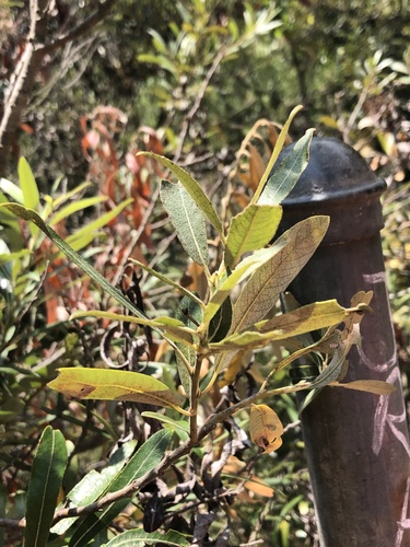 photo of Willows (Salix)