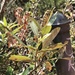 photo of Willows (Salix)