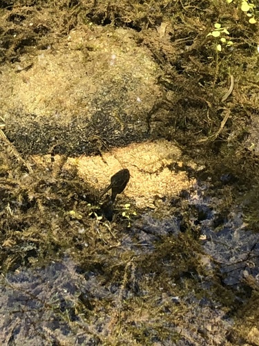 photo of Western Toad (Anaxyrus boreas)