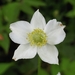 Tall Thimbleweed - Photo (c) Jonathan Schnurr, all rights reserved, uploaded by Jonathan Schnurr