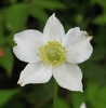 Tall Thimbleweed - Photo (c) Jonathan Schnurr, all rights reserved, uploaded by Jonathan Schnurr