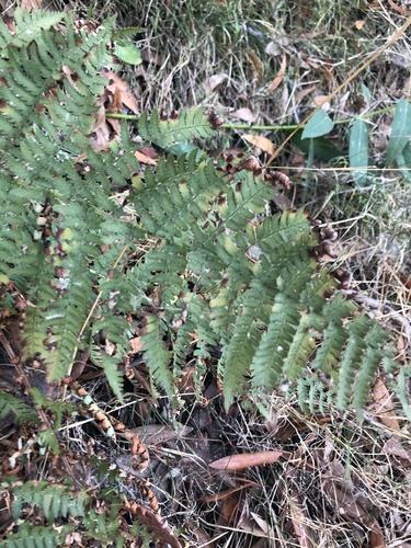 photo of Wood Ferns (Dryopteris)