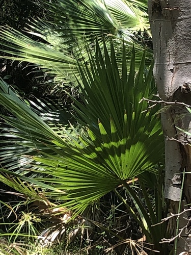 photo of Fan Palms (Washingtonia)