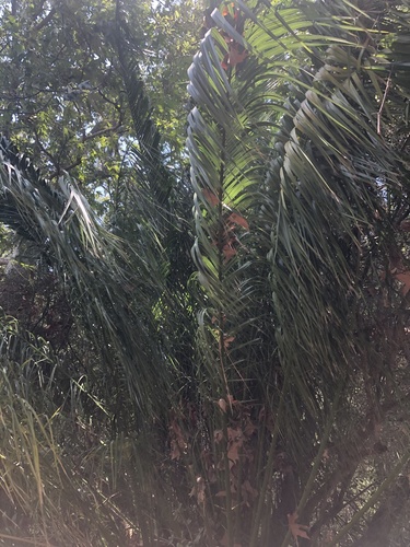 photo of African Oil Palm (Elaeis guineensis)