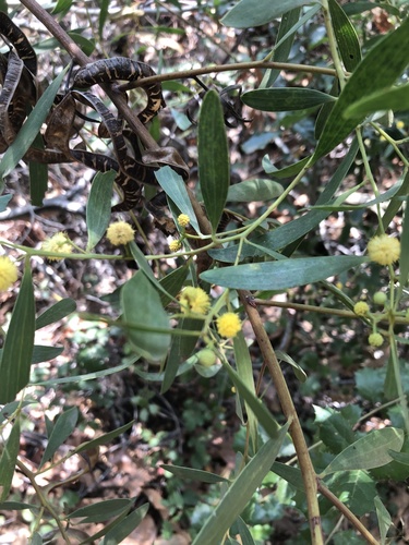 photo of Wattles (Acacia)