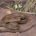 Big Bend Blackhead Snake - Photo (c) Jake Scott, all rights reserved, uploaded by Jake Scott