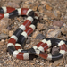 Sonoran Coralsnake - Photo (c) Jake Scott, all rights reserved, uploaded by Jake Scott