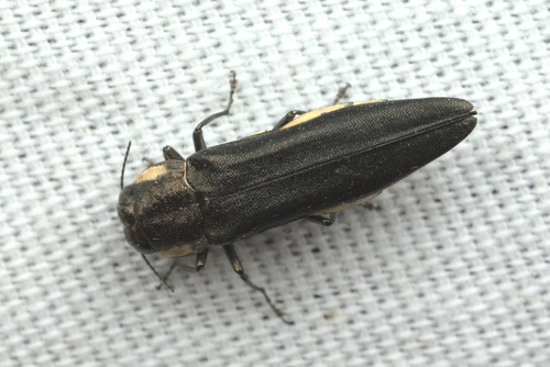 Agrilus pilosicollis