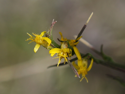 Broom Snakeweed