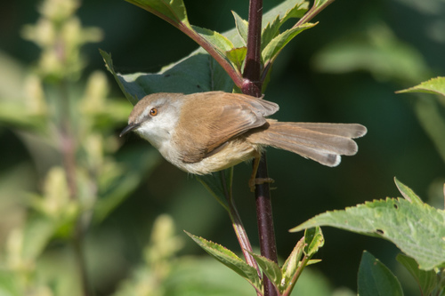 Gray-breasted Prinia Behavior