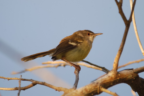 Subspecies Prinia Familiaris Familiaris · Inaturalist