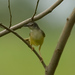 Prinia flaviventris rafflesi - Photo (c) Mike Hooper, all rights reserved, uploaded by Mike Hooper