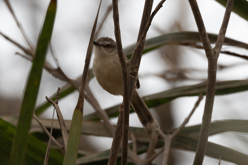 Subspecies Prinia subflava subflava · iNaturalist