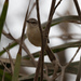 Prinia subflava subflava - Photo (c) Mike Hooper, all rights reserved, uploaded by Mike Hooper