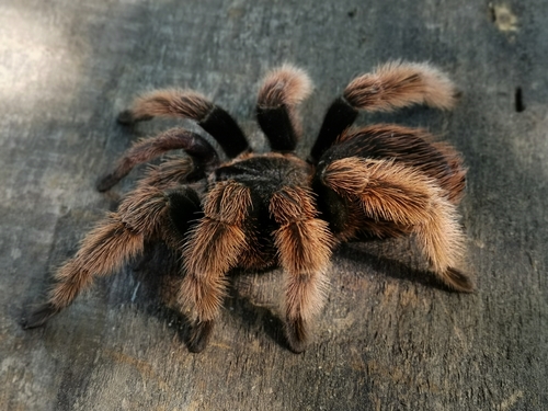 Mexican Pink Tarantula