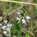 Astragalus robbinsii - Photo (c) vanessa_robinson, todos los derechos reservados, uploaded by vanessa_robinson