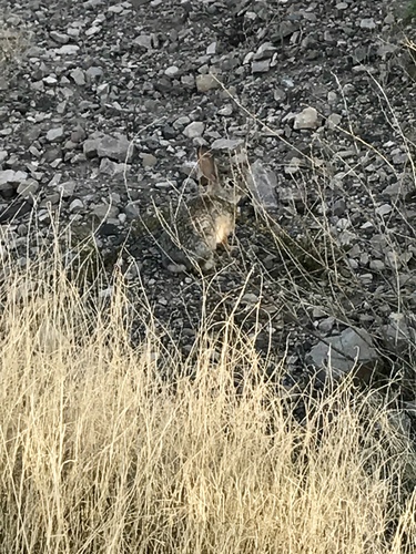 Desert Cottontail