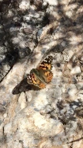 Painted Lady