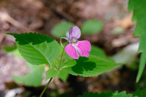 Impatiens pterosepala