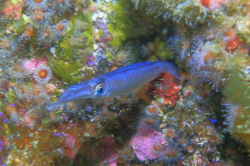 Nototodarus