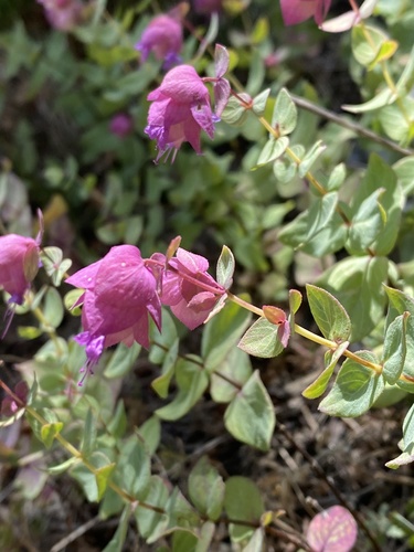 Greek Oregano (Origanum scabrum)
