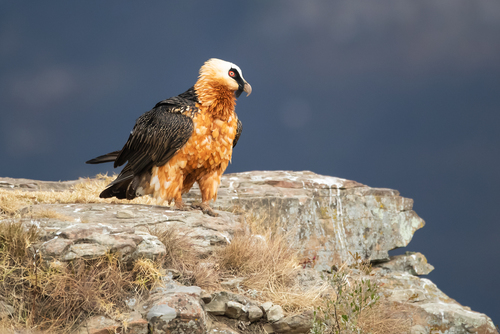 Bearded Vulture