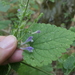 Scutellaria megalaspis - Photo (c) mustafa gökmen, all rights reserved, uploaded by mustafa gökmen