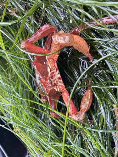 photo of Northern Kelp Crab (Pugettia producta)