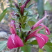 Acanthaceae - Photo (c) Soph, כל הזכויות שמורות, uploaded by Soph