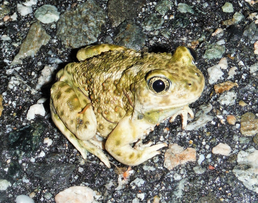 Western Spadefoot in January 2015 by Matt Gruen · iNaturalist