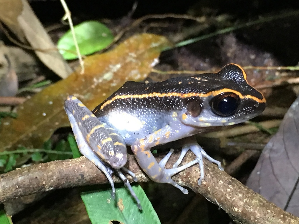 Splendid Stream Frog