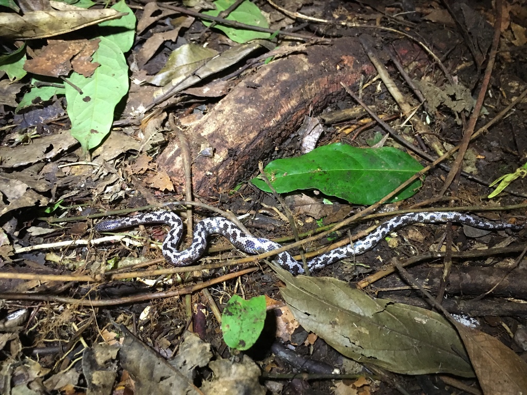 Malayan Spinejaw Snake (Xenophidion schaeferi) · iNaturalist