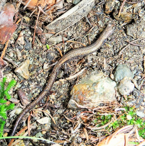 San Gabriel Slender Salamander