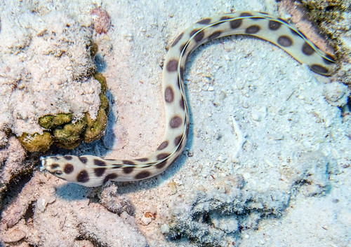 Tiger Snake Eel