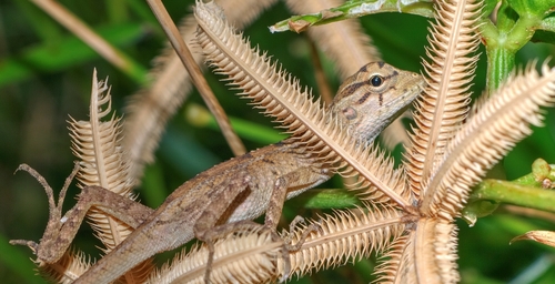 Indian Garden Lizard — seen at this dive site