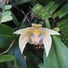 Bulbophyllum lobbii siamense - Photo (c) Goong Prapassorn, kaikki oikeudet pidätetään, lähettänyt Goong Prapassorn