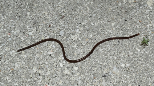 Brahminy Blindsnake — seen at this dive site