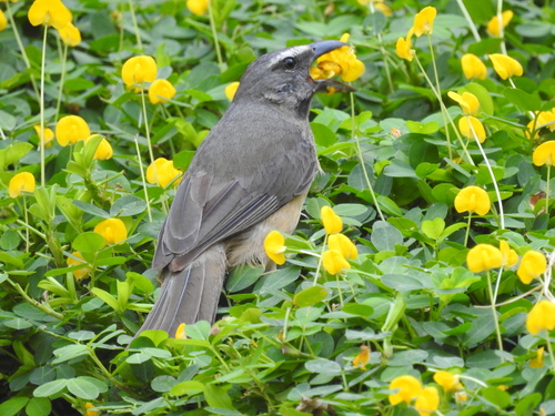 Cinnamon-bellied Saltator