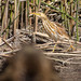 Stripe-backed Bittern - Photo (c) Jorge Schlemmer, all rights reserved
