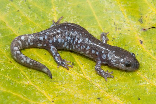 Unisexual Mole Salamander