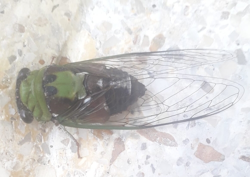 Diceroprocta oleacea