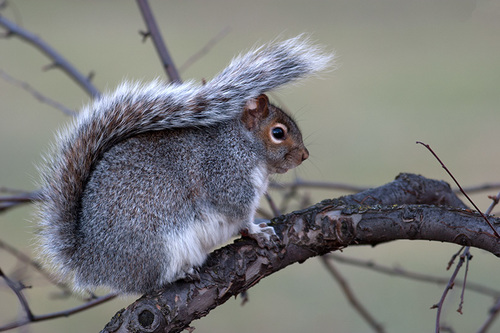 Sciurus carolinensis