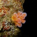 Alcyonium aurantiacum - Photo (c) Andy MacDonald, all rights reserved, uploaded by Andy MacDonald