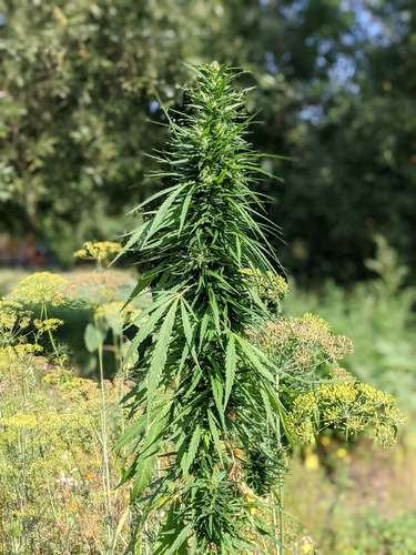 Cannabis