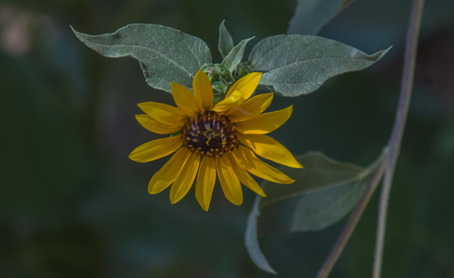 photo of Prairie Sunflower (Helianthus petiolaris)