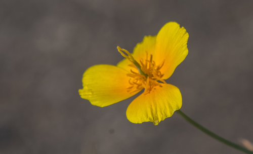 photo of Tufted Poppy (Eschscholzia caespitosa)